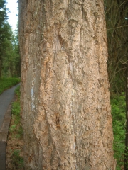 Douglas fir (Pseudotsuga menziesii) 